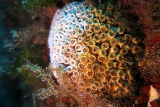 Impacto del cambio climático en los corales mediterráneos