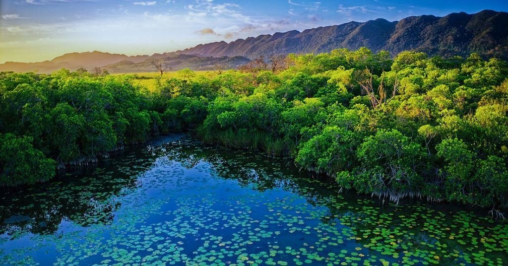 Un manglar en la Laguna del Cacahuate, Tabasco, México. Crédito de la foto: Octavio Aburto / UC San Diego.