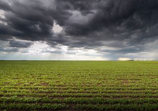 Impacto de las lluvias en zonas agrícolas: qué pasó con los cultivos