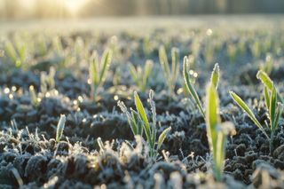 O clima frio e seco no Sul e Sudeste do Brasil impacta o trigo, milho segunda safra e o café 