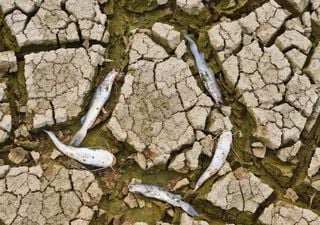 Impactos del cambio climático en peces de agua dulce