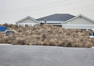  Impresionantes videos de las plantas rodantes invadiendo carreteras y vecindarios en Utah