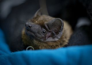 In heller Umgebung benutzen Fledermäuse neben der Echoortung auch ihren Sehsinn