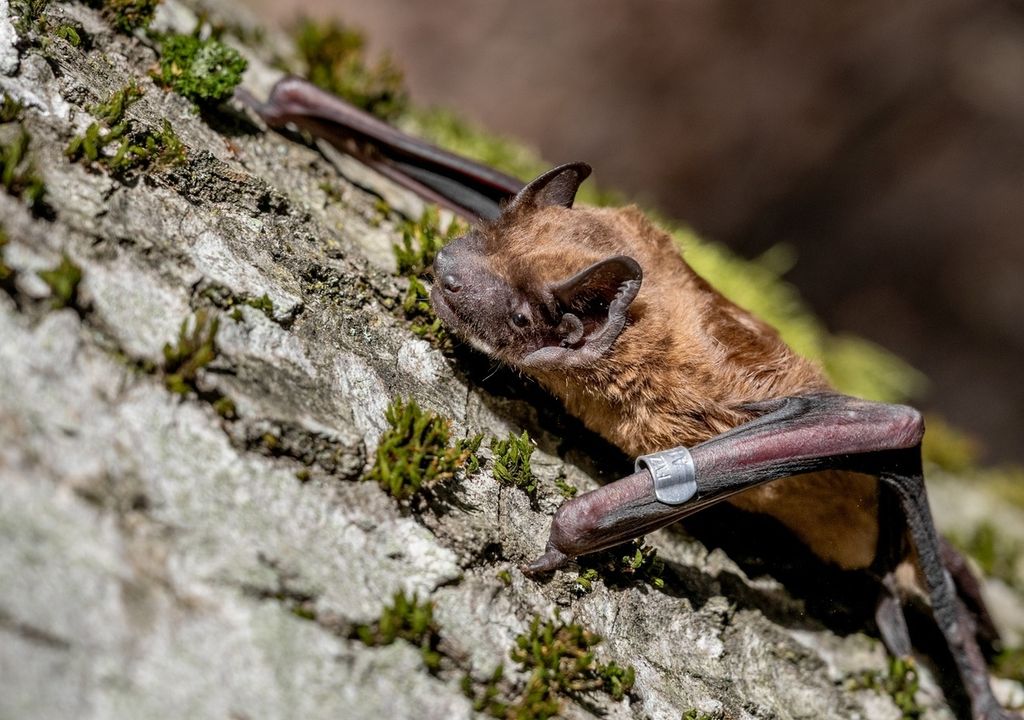 Großer Abendsegler – Nyctalus noctula Großer Abendsegler – Nyctalus noctula