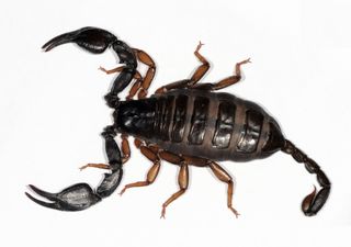 In Italia vivono diverse specie di scorpioni: sono realmente pericolose per l'uomo? 