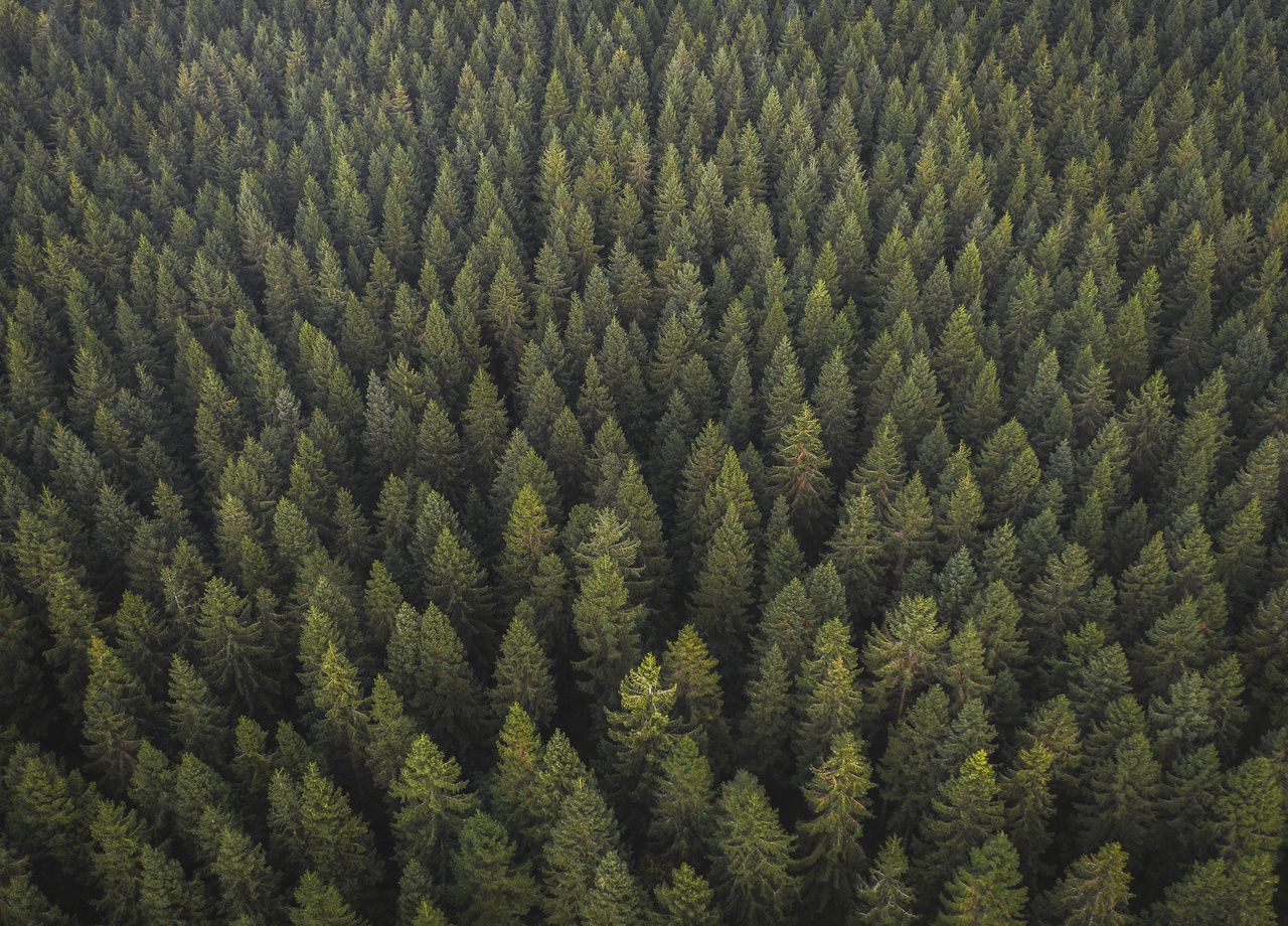 El contexto climático actual debe ser un factor a tener en cuenta para encontrar soluciones a las consecuencias del cambio climático que están experimentando los bosques.