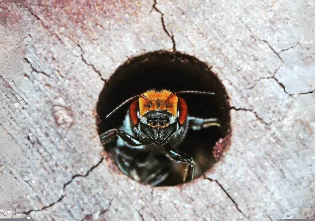 Abeja australiana en refugio. Abeja australiana en refugio.