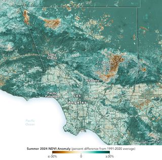 Los incendios en California tuvieron combustible abundante para desarrollarse con un latigazo hidroclimático