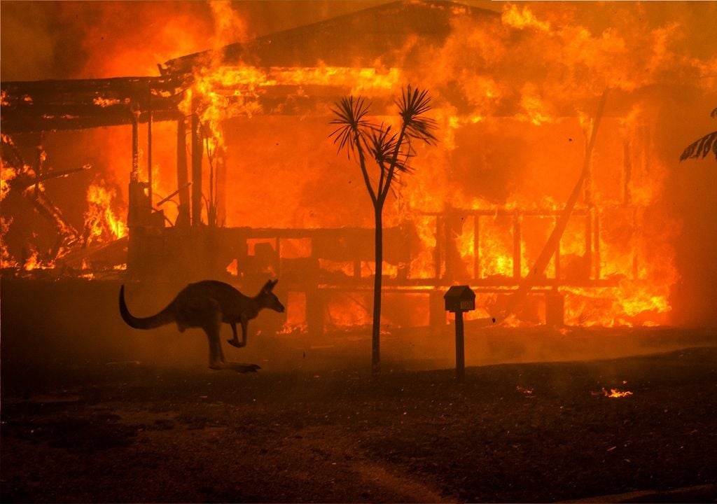 La tala de árboles y la sequía han sido elementos clave para la propagación de los incendios que pone en peligro todo tipo de vida en Australia. Fotografía: Infolliteras