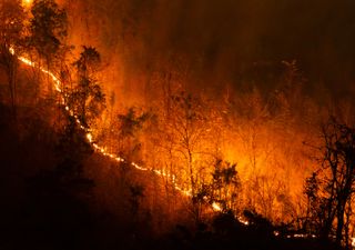 Incêndios florestais violentos, um acontecimento cada vez mais comum