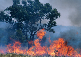 Incendios forestales: causas y consecuencias