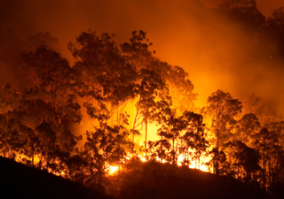 Incendios forestales: ¿cómo prevenirlos y actuar ante ellos?