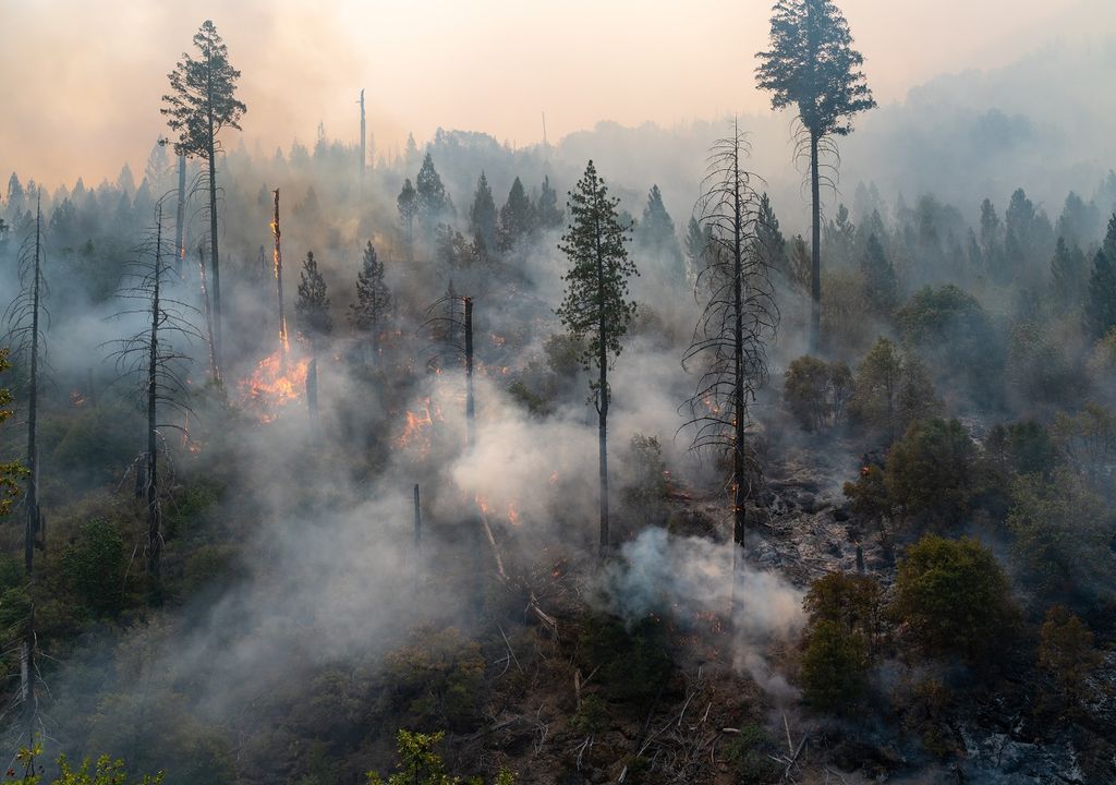 Incendio forestal; bosque quemado