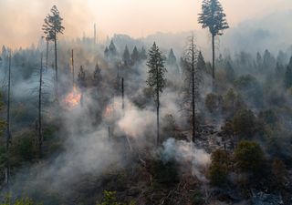 Incendios forestales: ¿cuál es la temporada con mayor superficie quemada?