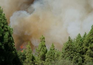 Incendios forestales: cuando hay humo en el aire, los árboles contienen la respiración