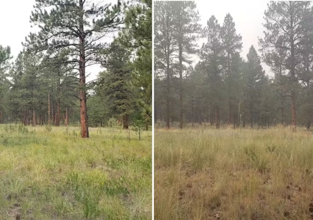 Incendios forestales