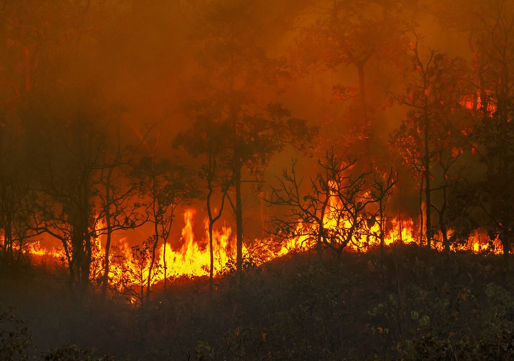 incendios forestales Corrientes fuego Esteros del Iberá
