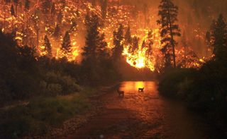 Los incendios forestales en EE. UU. y Copernicus