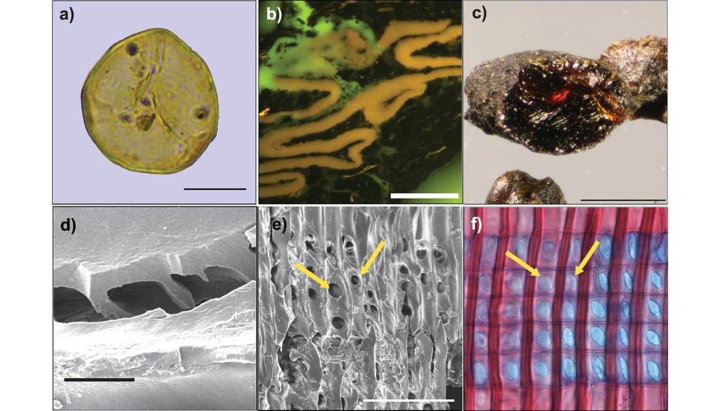 Microfotografías de fósiles seleccionados dentro de la capa de lignito estudiada en esta investigación. Crédito: Communications Earth & Environment (2026).