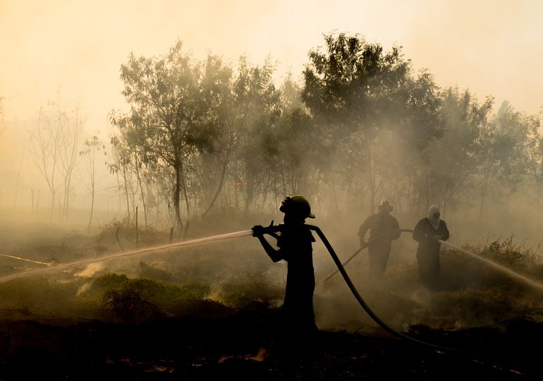Incendios forestales: Los factores que inciden en su veloz propagación Incendios forestales: Los factores que inciden en su veloz propagación