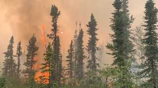 Incendios forestales sin precedentes en el Ártico