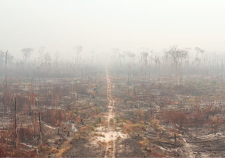 ¡Los incendios en el Amazonas están batiendo récords y 2024 ya es el año con la mayor superficie devastada por el fuego!