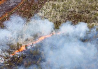 Incendios zombies: ha vuelto la gran amenaza para los bosques boreales