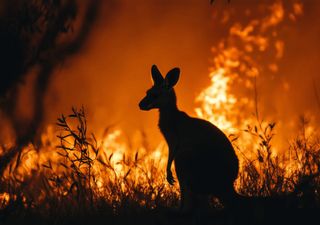 Increased shrub cover increases risk of forest fires in Australia