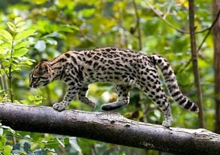 Incredibile scoperta in Sud America: censita una nuova sottospecie di gatto tigre