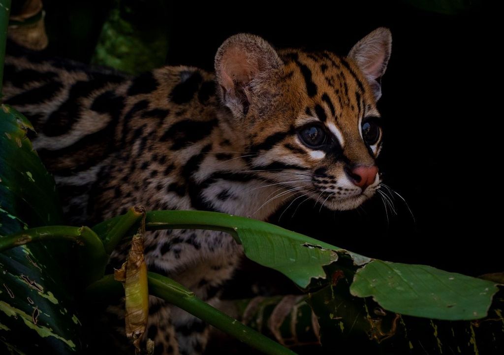 gatto tigre gatto tigre