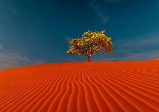 Incredibile scoperta, nel Sahara crescono più alberi del previsto