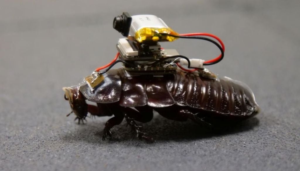 Ciencia Bautizadas como "paraborgs", estas cucarachas cíborg llevan sensores, microcámaras y un sistema de autoinyección médica en miniatura.