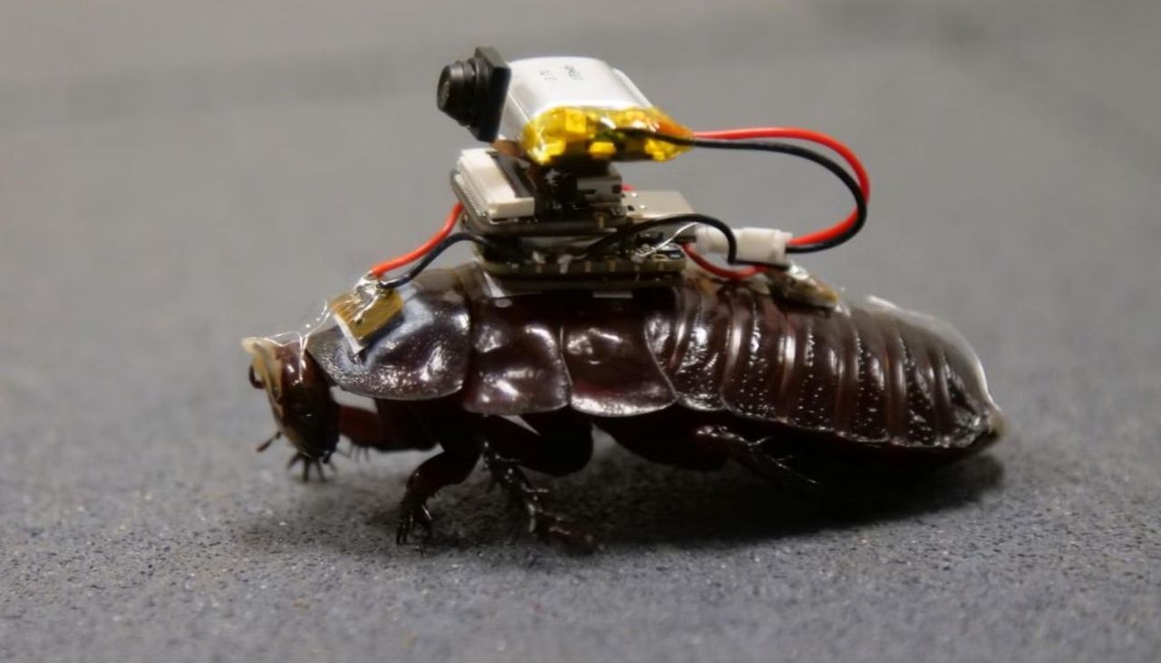Bautizadas como "paraborgs", estas cucarachas cíborg llevan sensores, microcámaras y un sistema de autoinyección médica en miniatura.