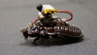 Incre&iacute;ble: controlan cucarachas para que encuentren y asistan a las v&iacute;ctimas en terremotos y derrumbes