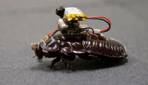 Incre&iacute;ble: controlan cucarachas para que encuentren y asistan a las v&iacute;ctimas en terremotos y derrumbes