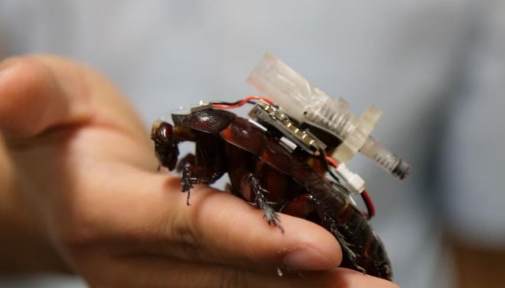 ciencia Durante las pruebas en laboratorio con piel de cerdo y silicona, el sistema de inyección remota alcanzó una efectividad del 95 % al posicionarse a menos de 15 centímetros del objetivo.