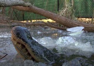 ¡Increíble! El mecanismo de los caimanes para soportar las olas de frío