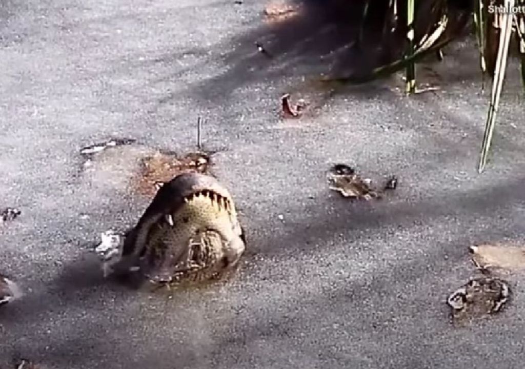 Caimán, adaptación, ola de frío