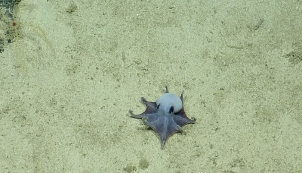 La pequeña especie fue encontrada en el mar a 1,773 metros de profundidad. Imagen CDF.