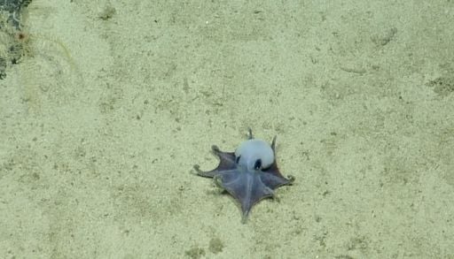 &iexcl;Incre&iacute;ble hallazgo! Descubren una fascinante y diminuta especie de pulpo en las profundidades de las Islas Gal&aacute;pagos