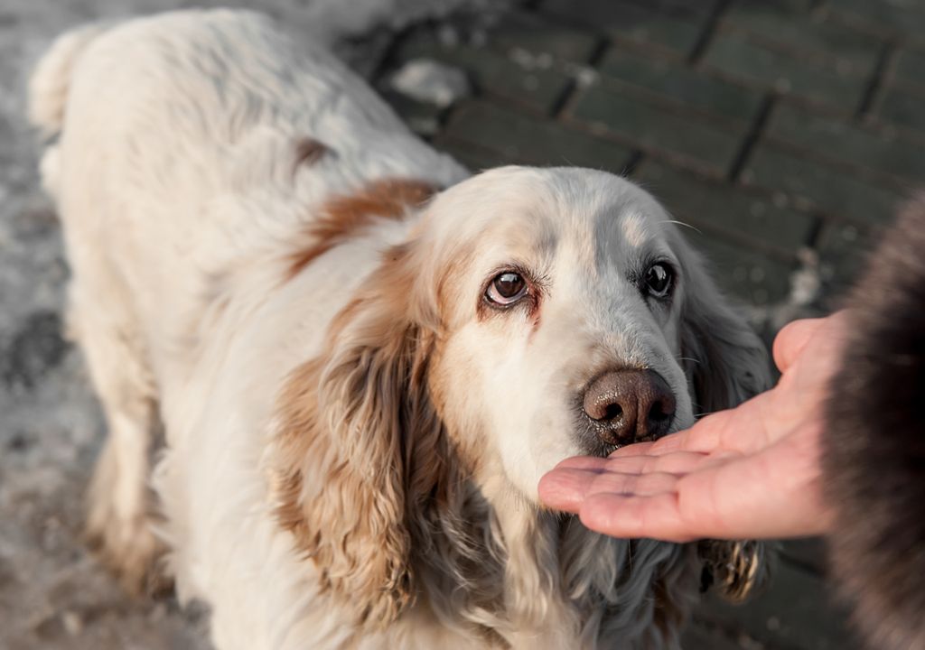 Incrível: Cães sabem se estamos calmos ou estressados pelo cheiro