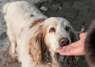 Incrível: os cães sabem se estamos calmos ou estressados pelo cheiro