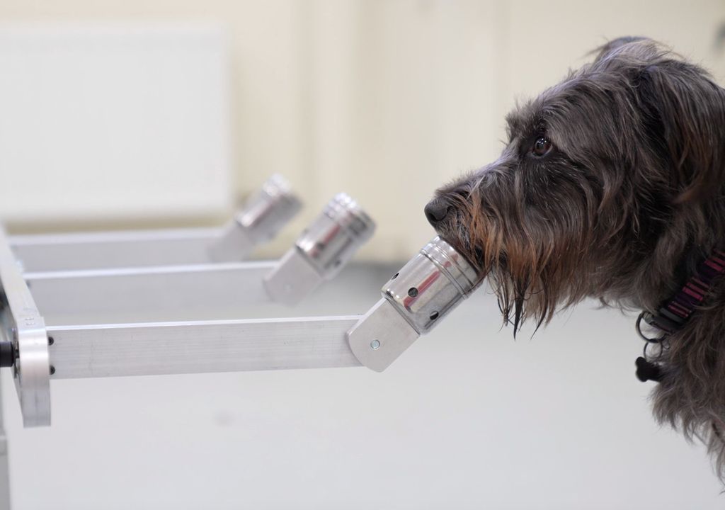 Incrível: os cães sabem se estamos calmos ou estressados pelo cheiro