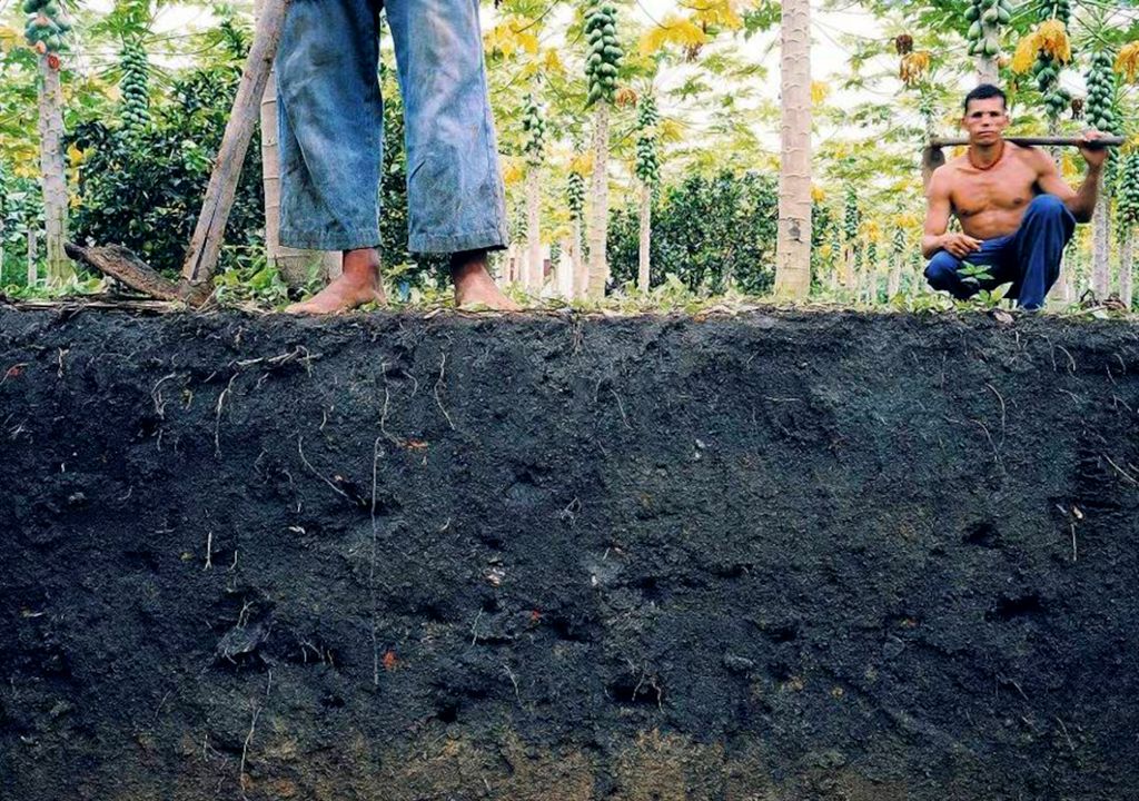 Incrível: Terra da Amazônia é única a fazer árvores crescerem mais rápido Incrível: Terra da Amazônia é única a fazer árvores crescerem mais rápido