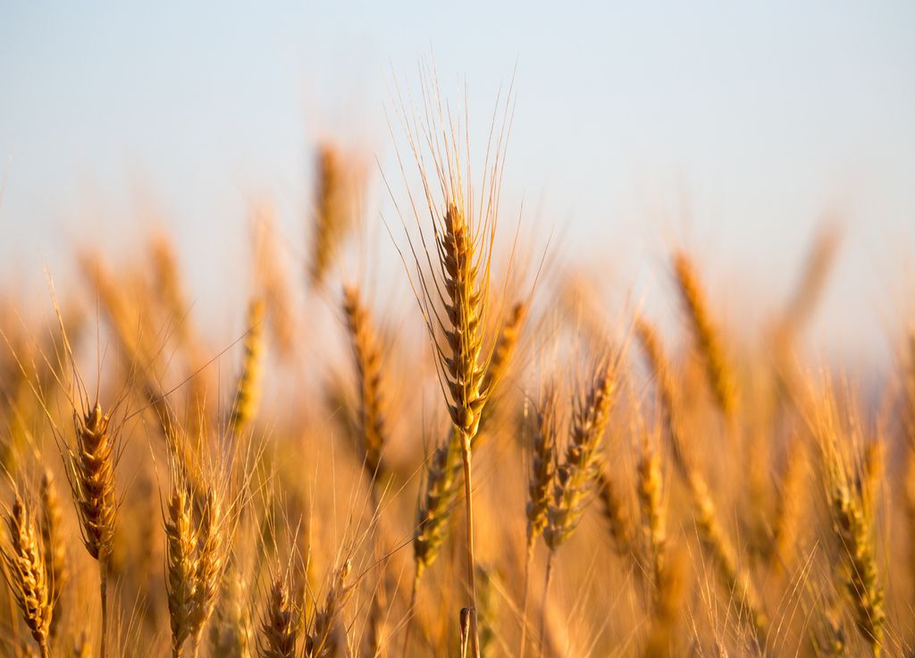 Cultivo de trigo centenario