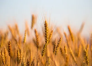 Unglaublich: Jahrhunderte alter Weizen könnte die Erde ernähren!