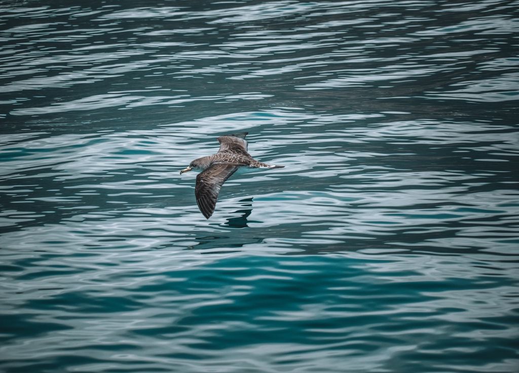 Oiseau Puffin leucomèle