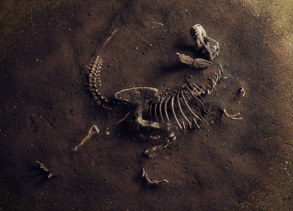 Esqueleto De Dinosaurio Paleontología Fósil
