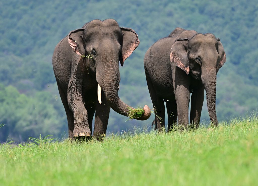 Elephants Asia.