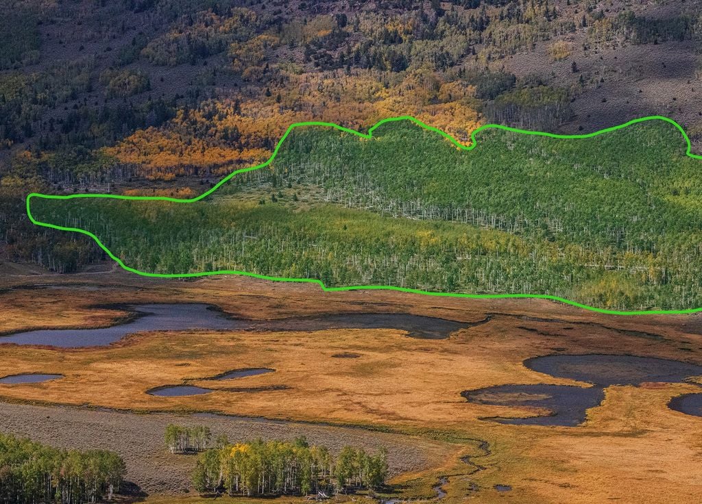 Pando forêt Utah une seule racine